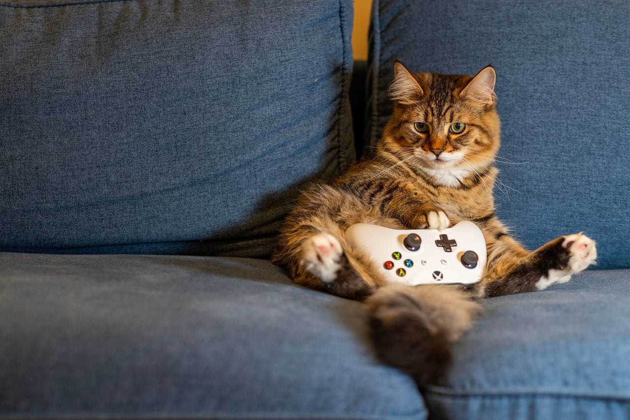 cat, kitten, animal, pet, indoors, gaming, controller, nature, couch on Quest on Chain